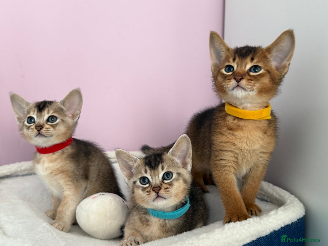 Abyssinian cats for sale: TICA reg Abyssinian sweet kittens rare colours  - Image 18