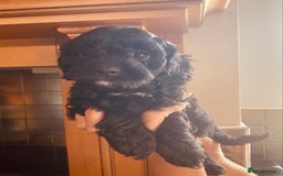 Cavapoo dogs for sale: F1 boys, licensed breeder, health tested parents - Image 8