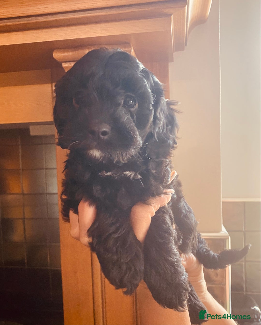 Cavapoo dogs for sale: F1 boys, licensed breeder, health tested parents - Image 8