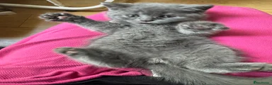 British Shorthair Kitten organg 