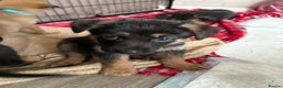 Mixed Breed dogs for sale: Belgian malinois x German Shepherd puppies  - Advert 27