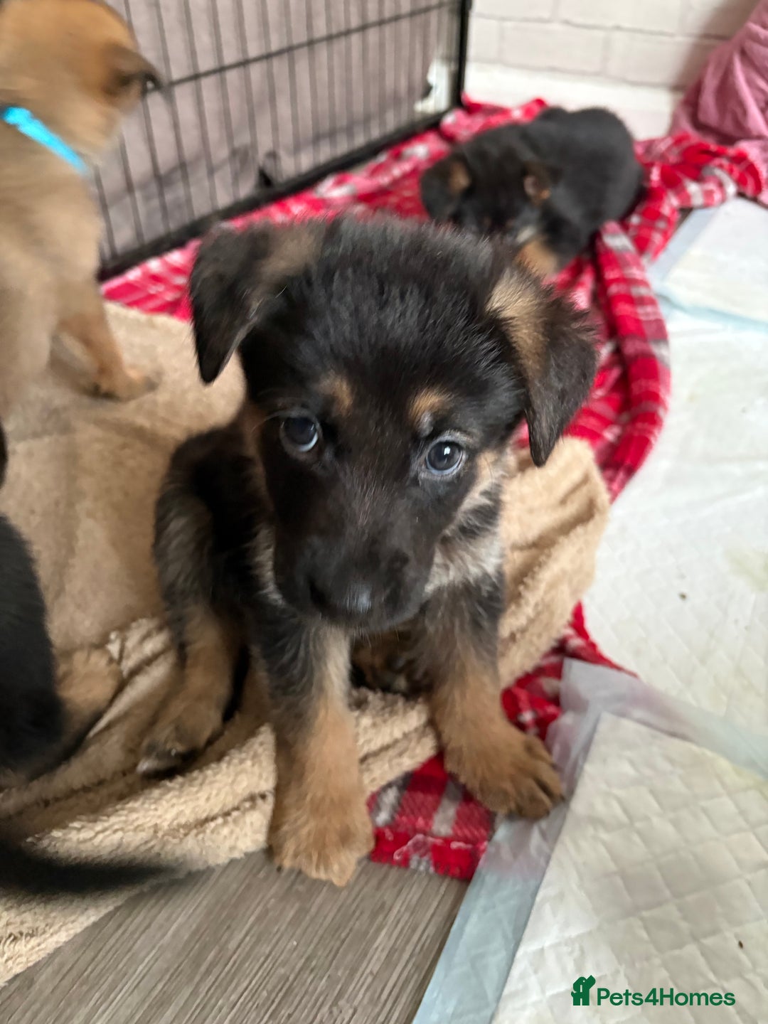 Mixed Breed dogs for sale: Belgian malinois x German Shepherd puppies  - Advert 27