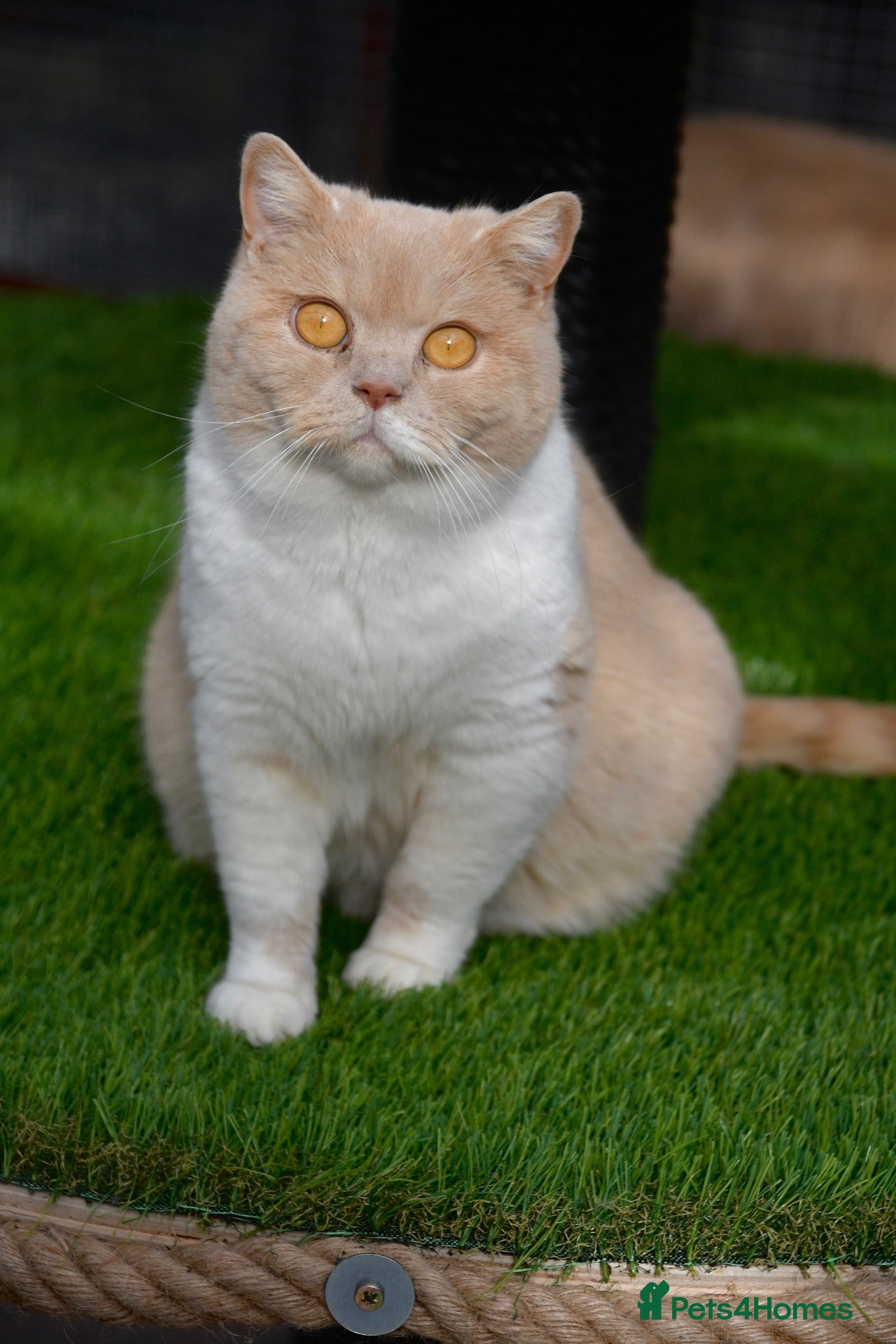British Shorthair cats Beautiful British Shorthair kittens  - Advert 2