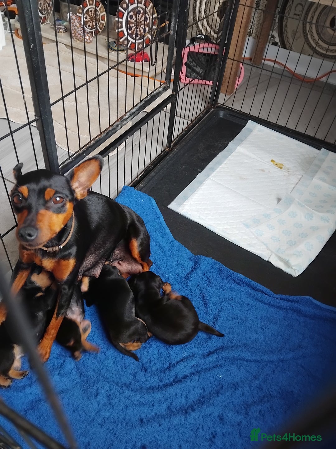 Miniature Pinscher dogs for sale: Black and tan mini pins  - Image 5