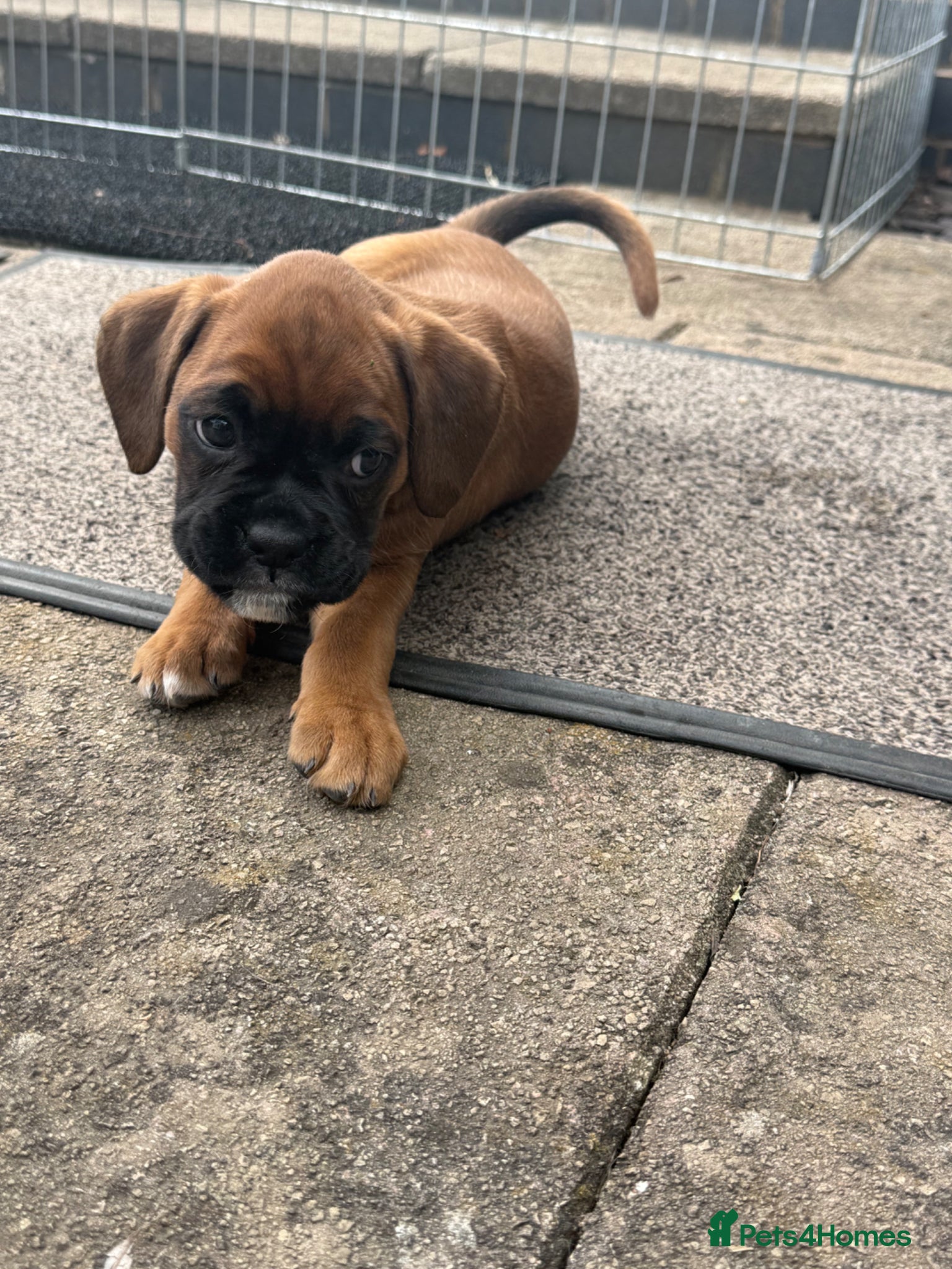 Boxer dogs Female red boxer Last puppy left  - Advert 7