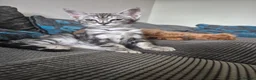 Savannah cats for sale: Savannah female  - Advert 3