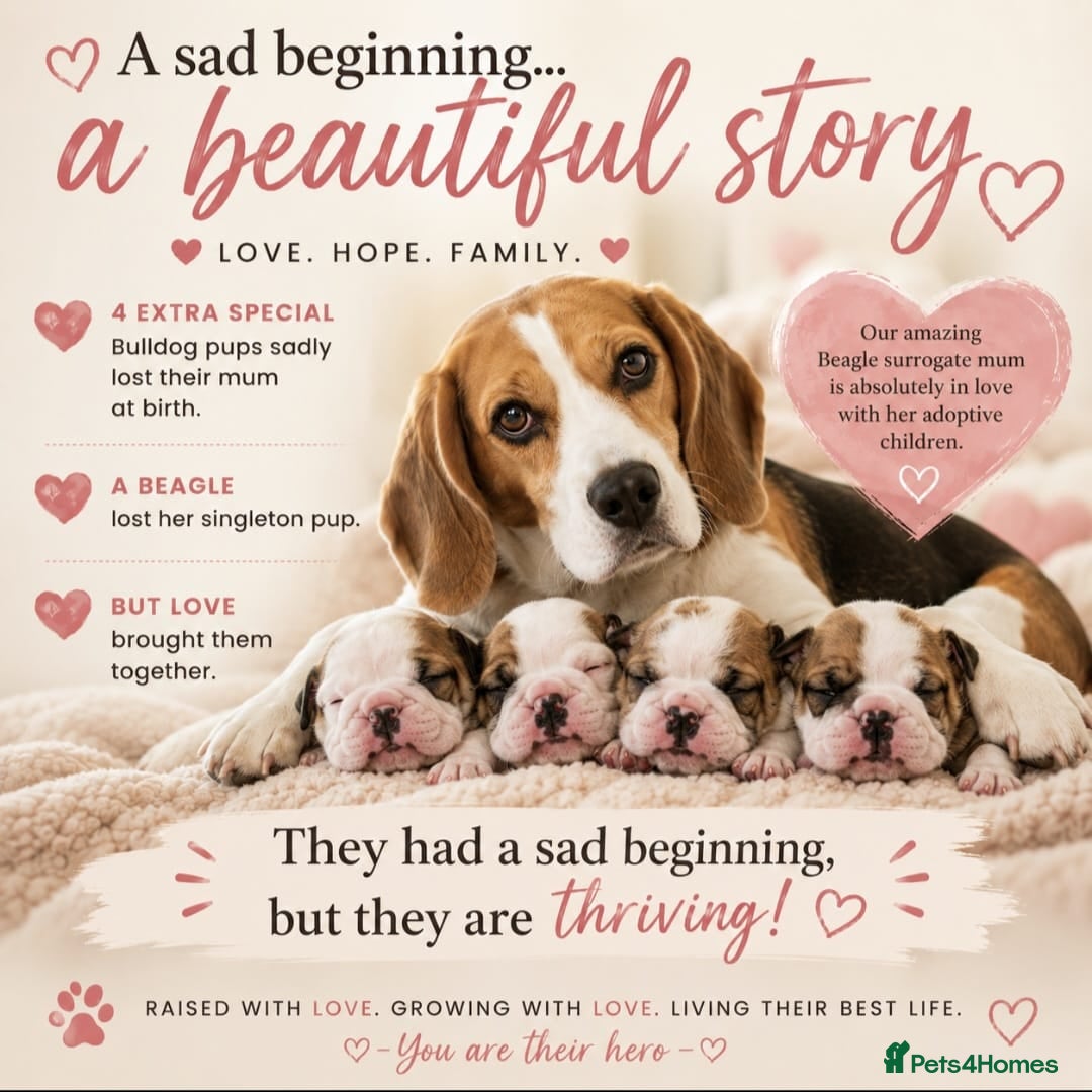 English Bulldog dogs Sad beginning to a beautiful ending - Advert 1