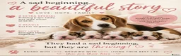 English Bulldog dogs for sale: Sad beginning to a beautiful ending - Advert 1