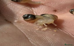 Snails invertebrates for sale: Ggghhg - Image 11