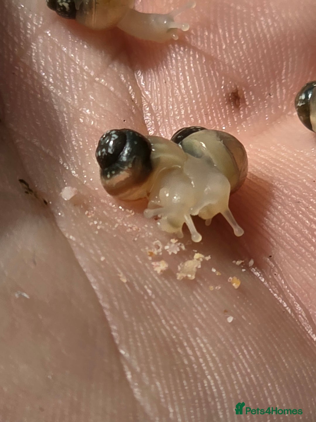 Snails invertebrates for sale: Ggghhg - Image 11