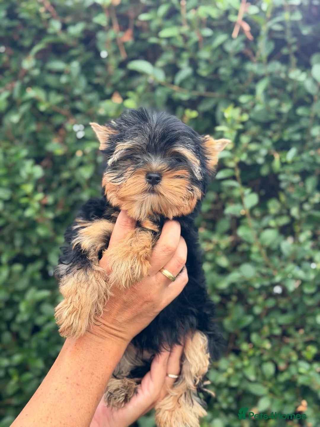 Yorkshire Terrier dogs for sale: ❤️ Beautiful Yorkshire Terrier Puppies. Ready now - Advert 2