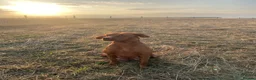 Hungarian Vizsla dogs for sale: Smooth Hungarian vizslas  - Advert 8