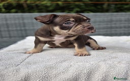 American Bully dogs for sale: 3 Stunning Pocket American bully  - Image 15