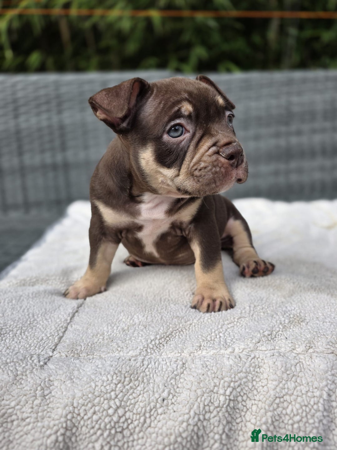 American Bully dogs for sale: 3 Stunning Pocket American bully  - Image 15