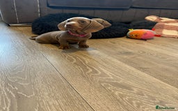 Miniature Dachshund dogs for sale: 8 Week Old Miniature Dachshund Puppies - Image 18