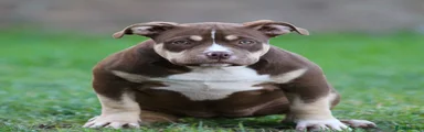 American Bully 7
