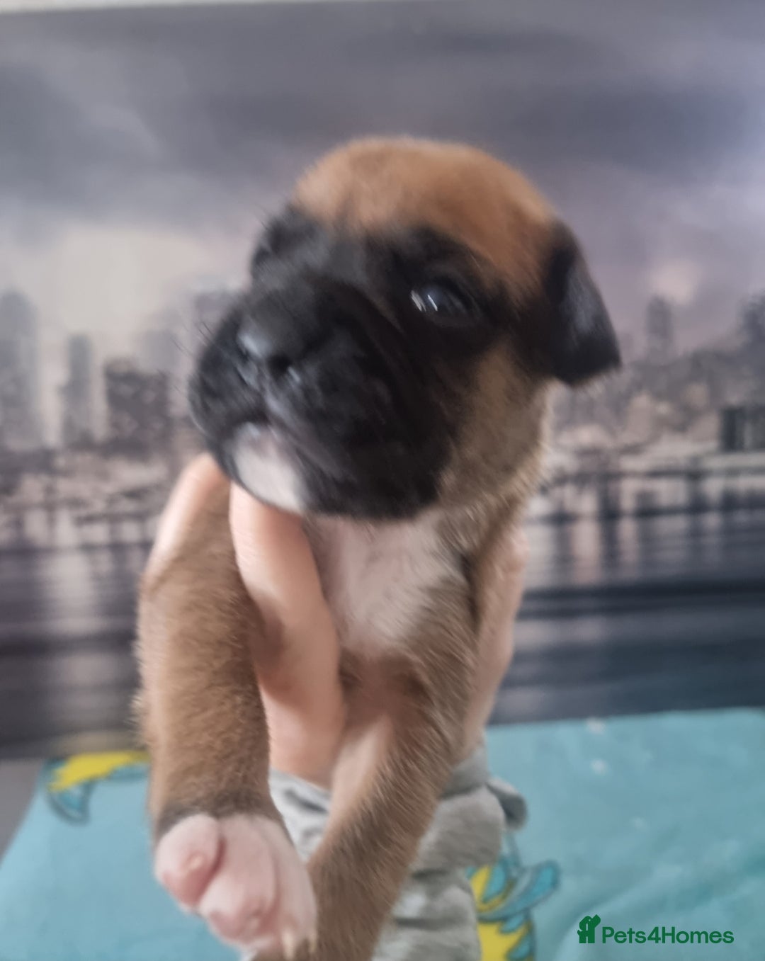 Boxer dogs for sale: Boxer puppy - Advert 7