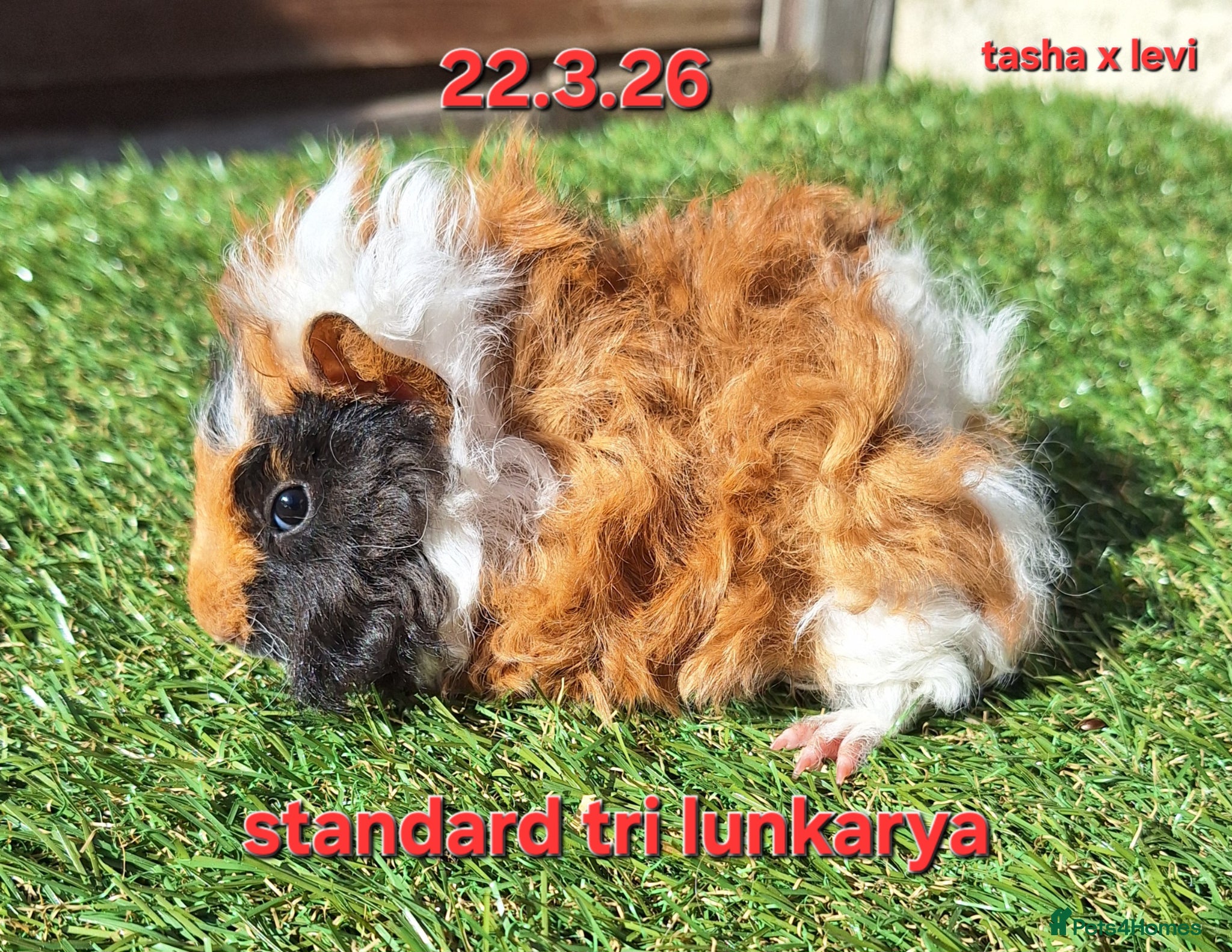 Guinea Pig rodents Baby female guinea pigs - Advert 8