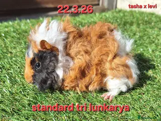 Guinea Pig rodents Baby female guinea pigs - Advert 8