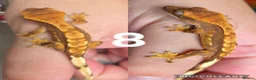 Gecko reptiles for sale: Baby, juvenile & 2 adult crested geckos for sale  - Advert 8