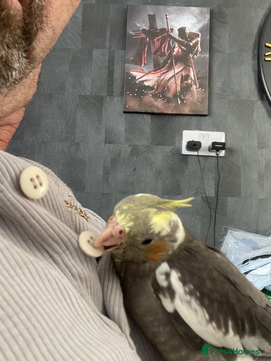 Cockatiels birds for sale: For Sale - Advert 2