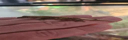 Gecko reptiles for sale: Crested Gecko in Poole - Advert 1