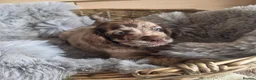 Cocker Spaniel dogs for sale: Rare coloured working type cocker spaniels! - Advert 10