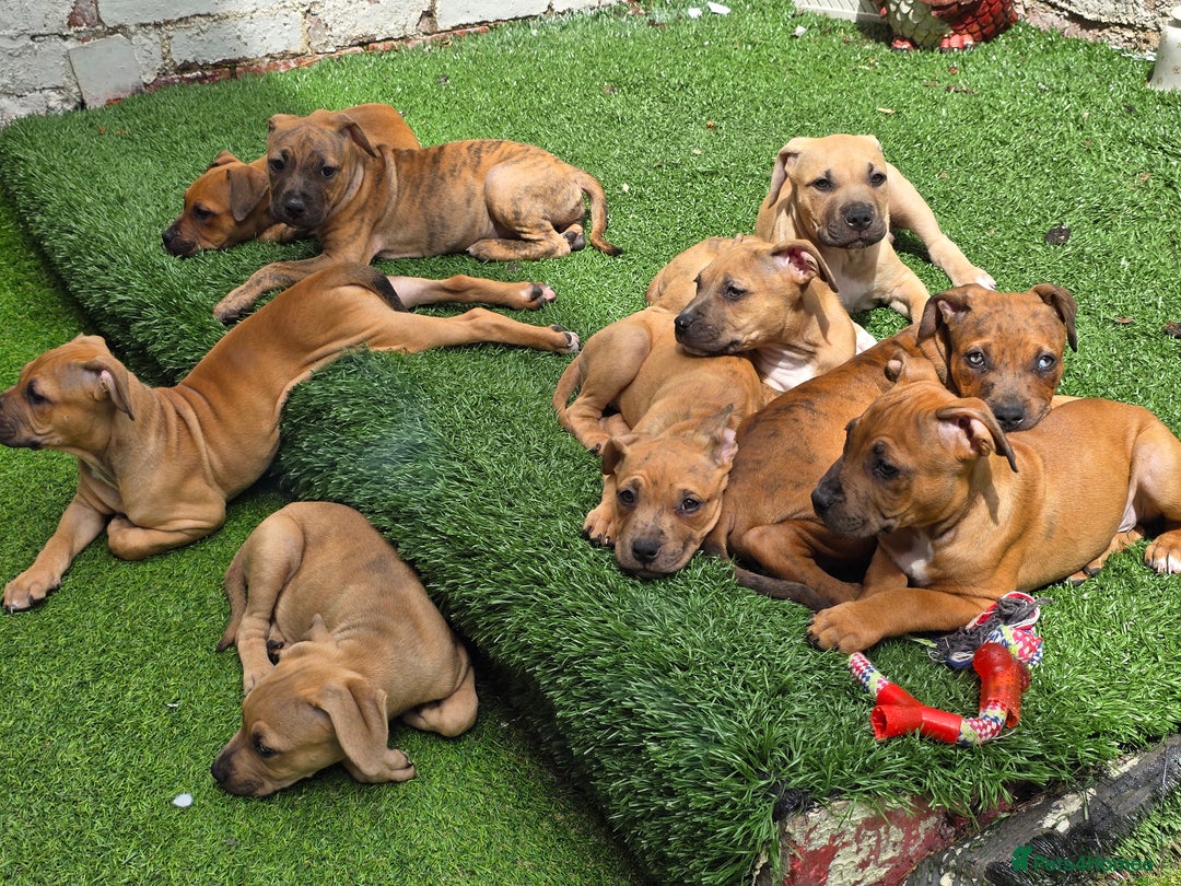 Mixed Breed dogs for sale: 💎 Stunning Brindle Bully Pups – Rare, Ready Now! - Image 10