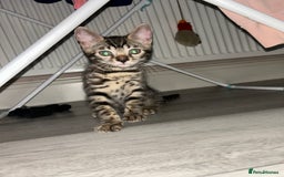 Bengal cats for sale: Bengal Cat for Sale – Playful and Independent - Image 5