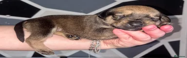 Mixed Breed 2