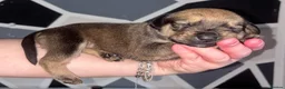 Mixed Breed dogs for sale: BEAUTIFUL BOXER X AMERICAN BULLDOG PUPPIES - Advert 5