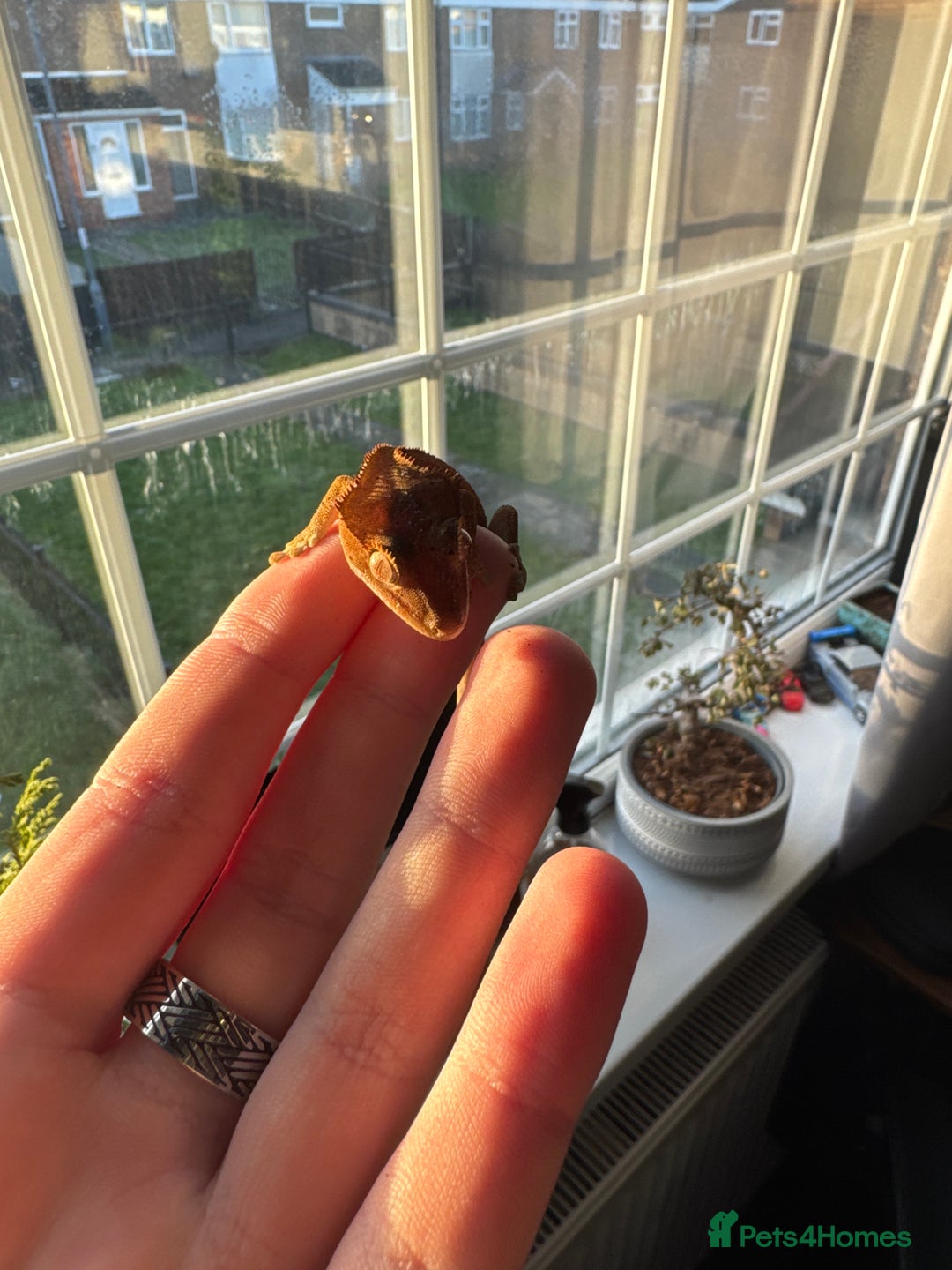 Gecko reptiles for sale: Two 6 month crested geckos with full set up - Advert 5