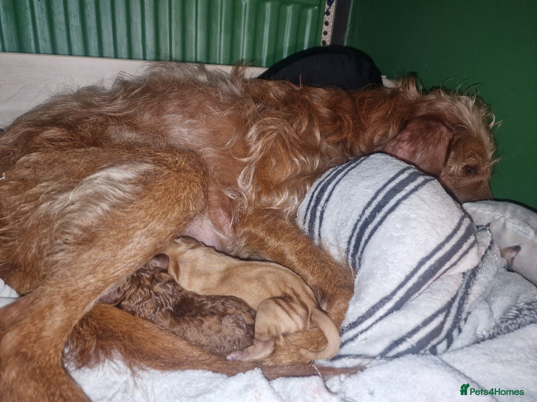 Mixed Breed dogs for sale: Vizlapoo/ Cockapoo puppies - Image 4
