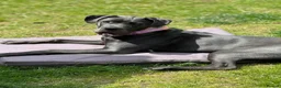 Cane Corso dogs for sale: Reluctantly rehoming my Beautiful Cane Corso - Advert 13