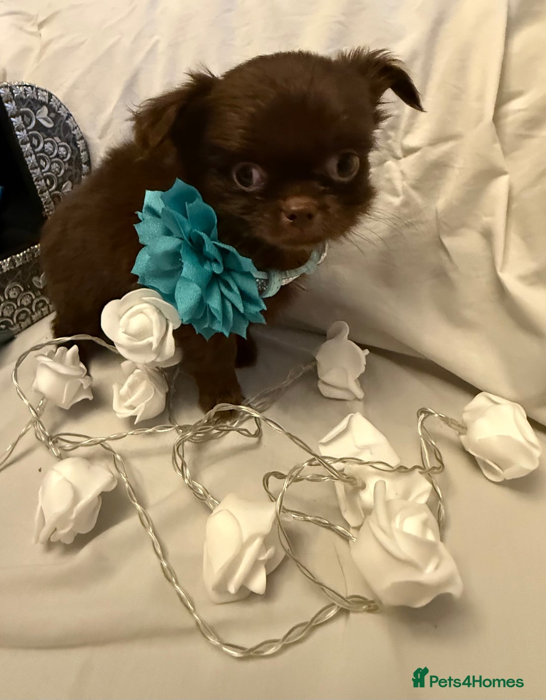 Chihuahua dogs for sale: Long coated Chihuahuas *super rare! - Advert 2