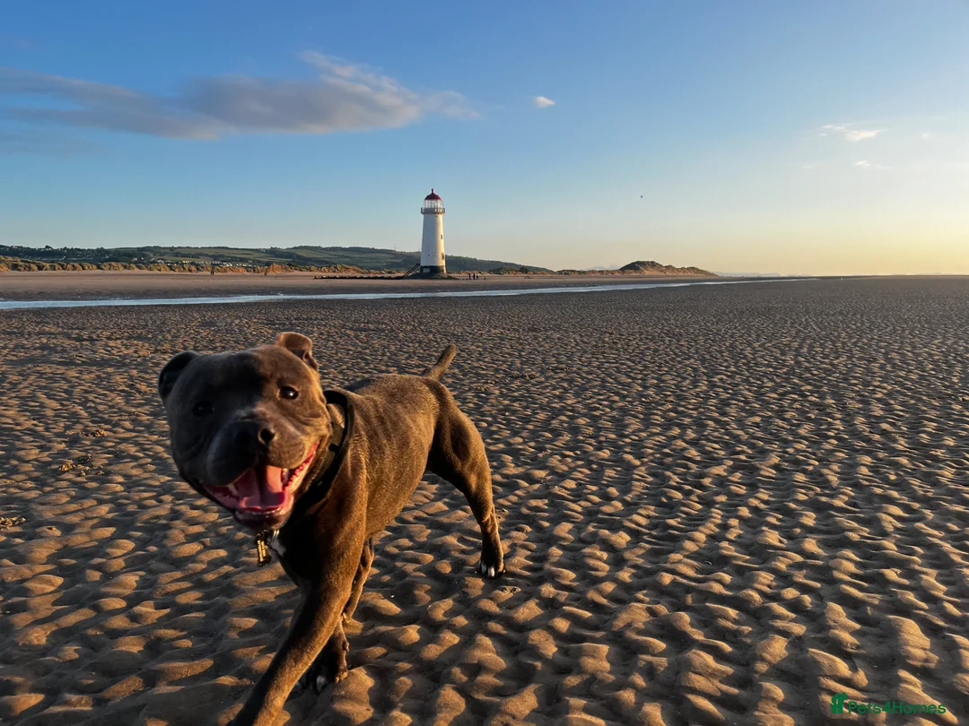 Staffordshire Bull Terrier dogs for sale: 2 Remain KC REG Blue Staff Bull Terrier Puppies - Advert 27