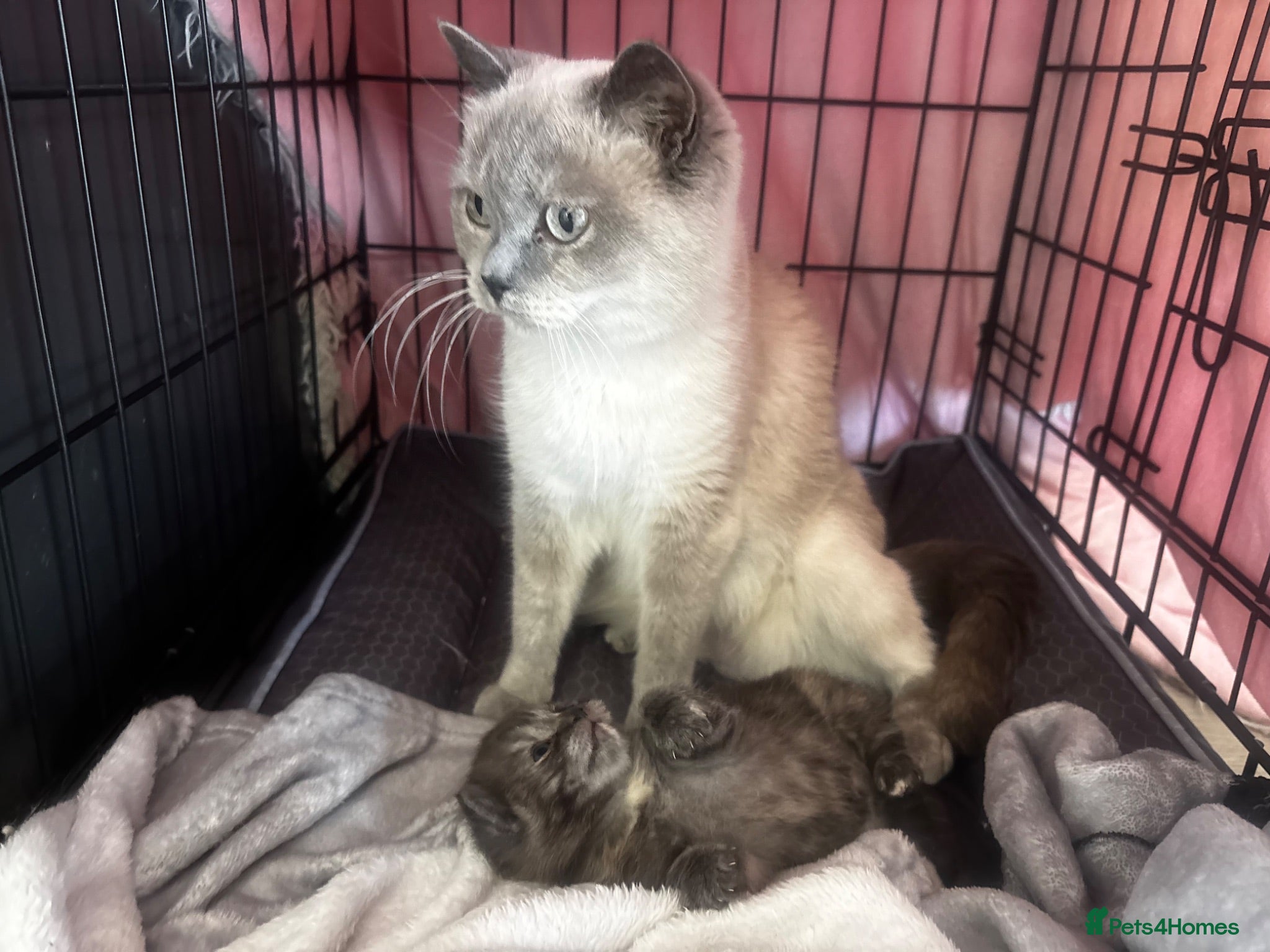 British Shorthair cats 🍫Rare coat British short hair 🍫 - Advert 1