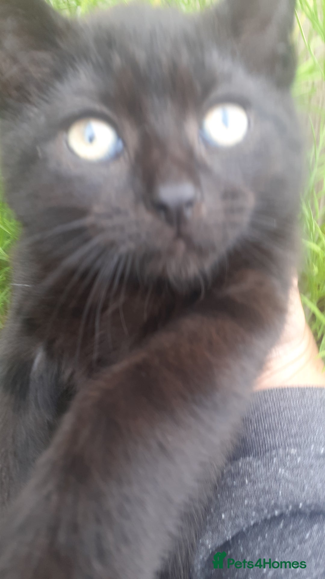 Mixed Breed cats for sale: 3 Beautiful, Friendly kittens  - Image 2