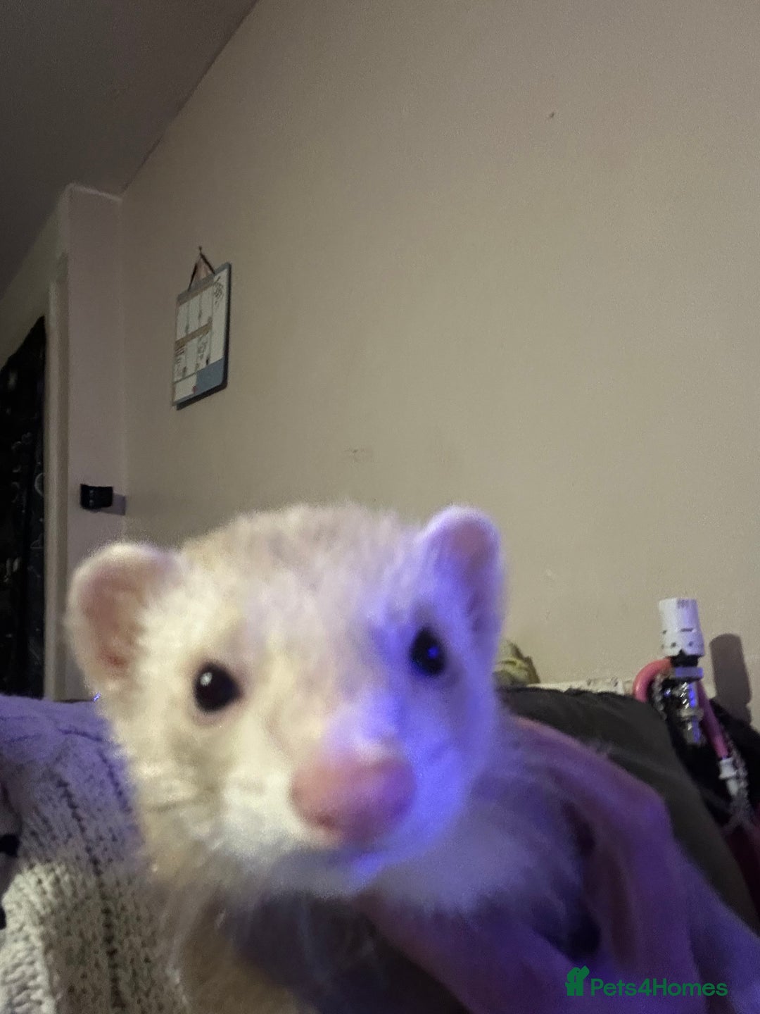 Ferret rodents for sale: 2 ferrets - Advert 7