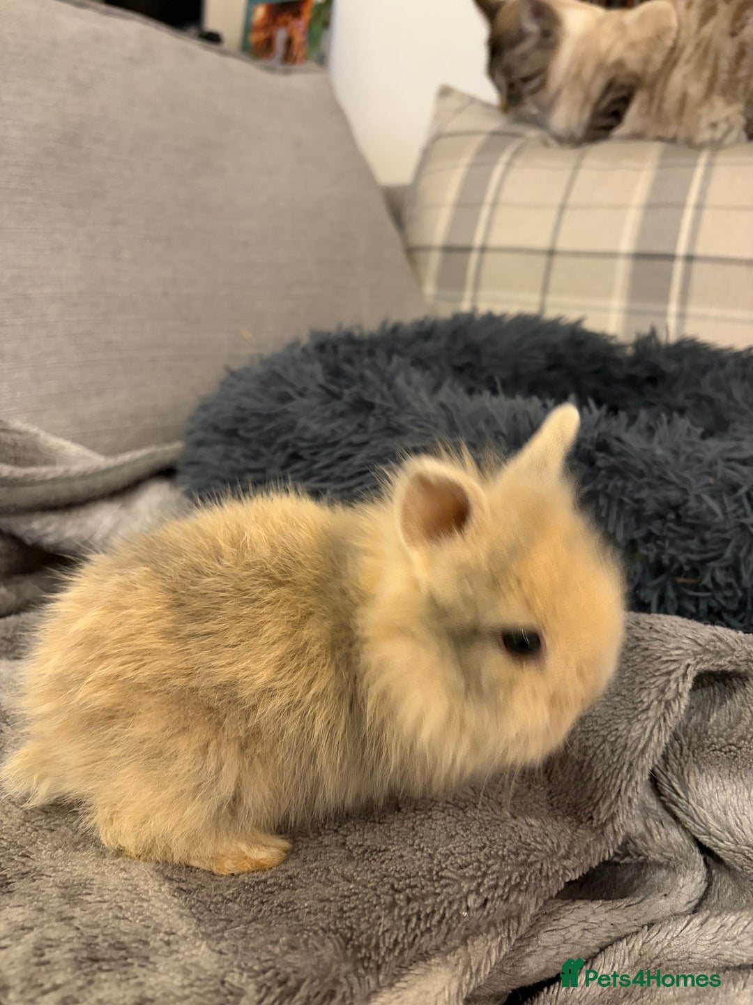 Lionhead rabbits for sale: Double maned lion head bunnies for sale  - Advert 2