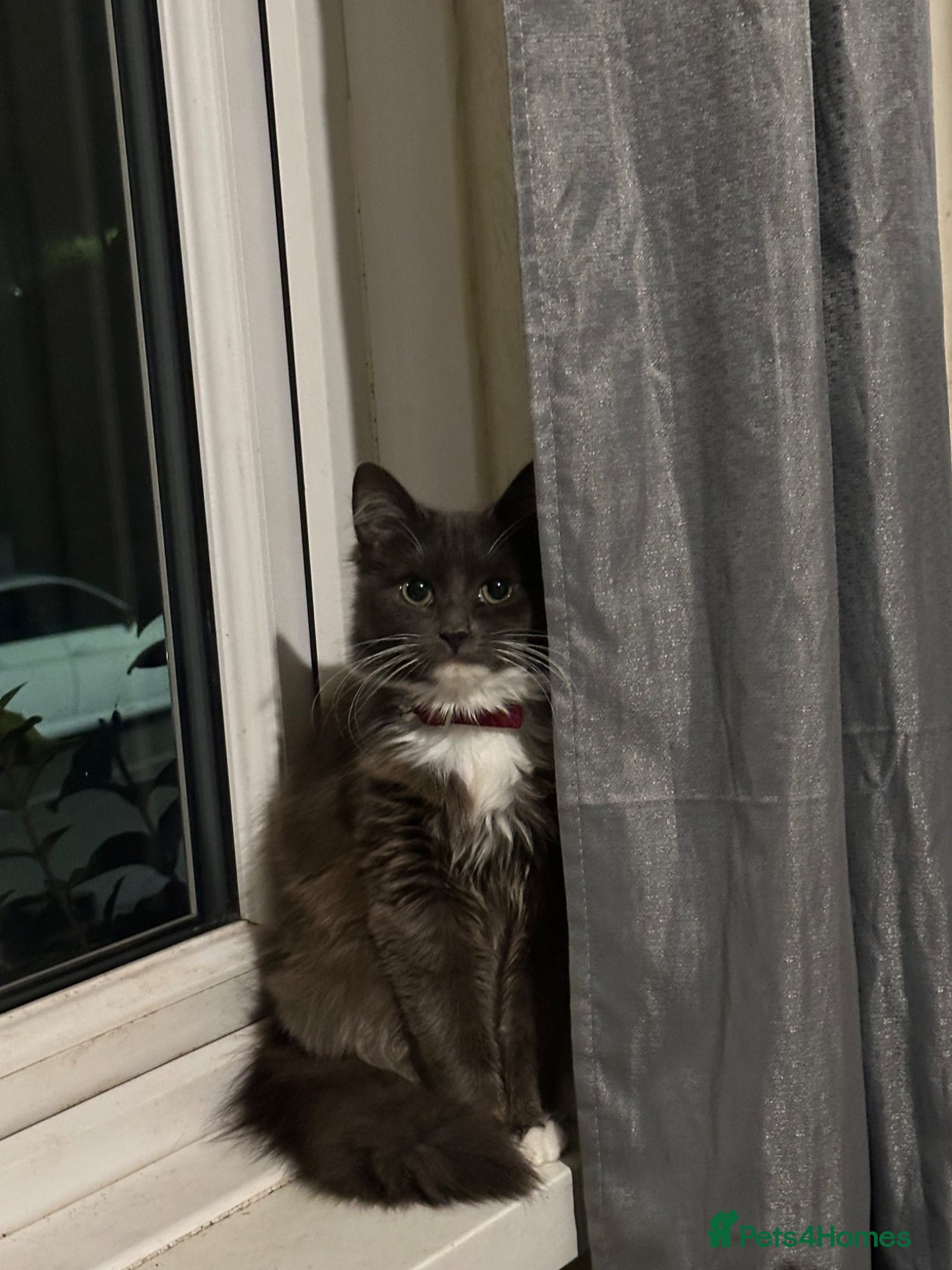 Mixed Breed cats Kittens for sell  - Advert 1