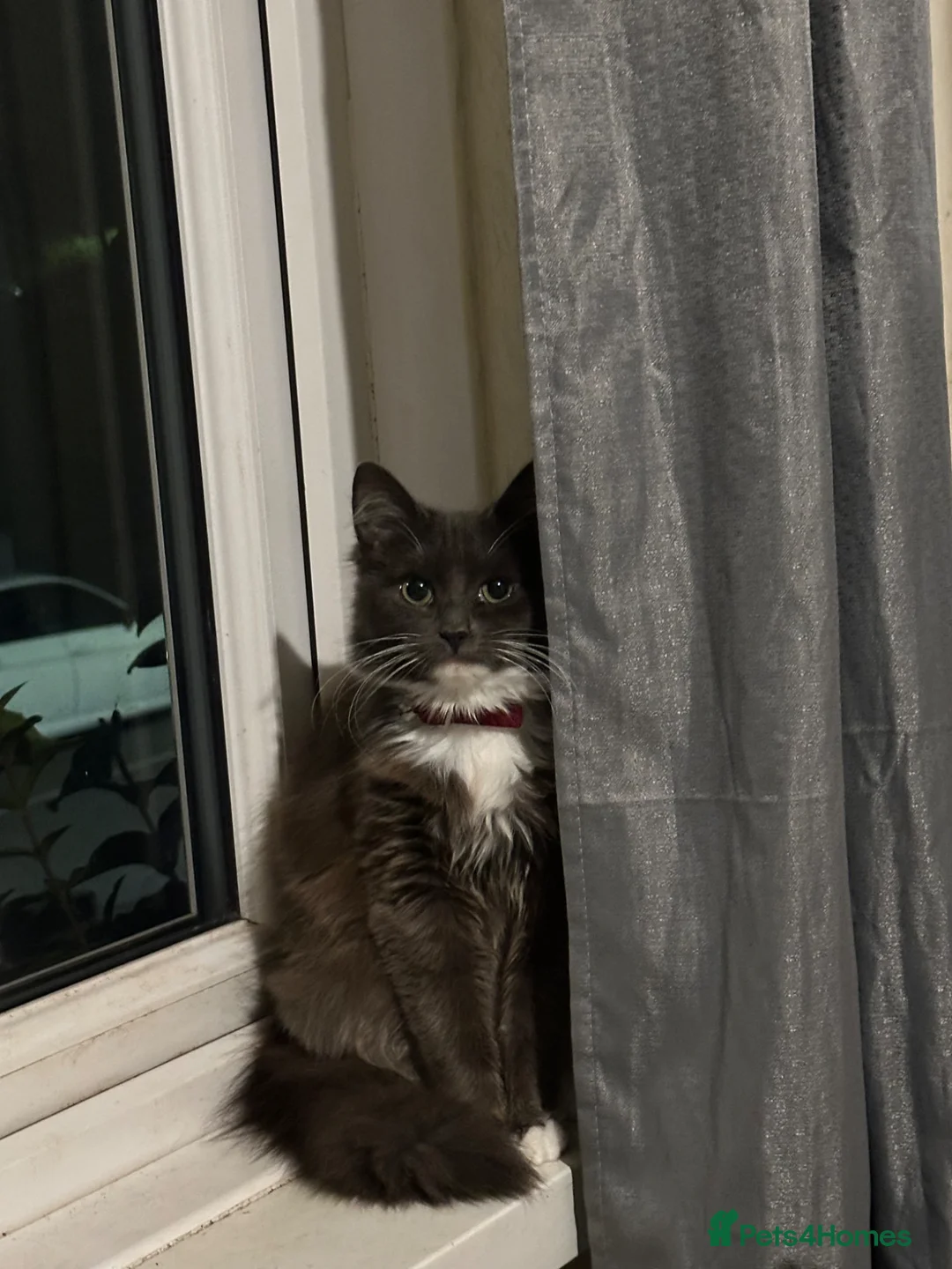 Mixed Breed cats for sale: Kittens for sell  in Coventry - Advert 1