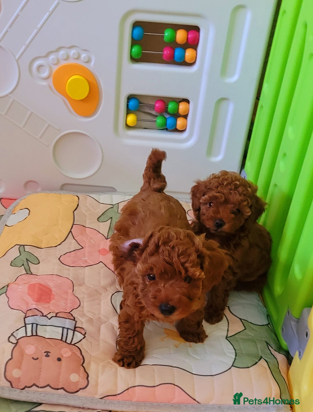 Toy Poodle dogs for sale: 🔥Toy 🔥Mini 🔥Asian Poodle Puppies Girls for sale - Image 11