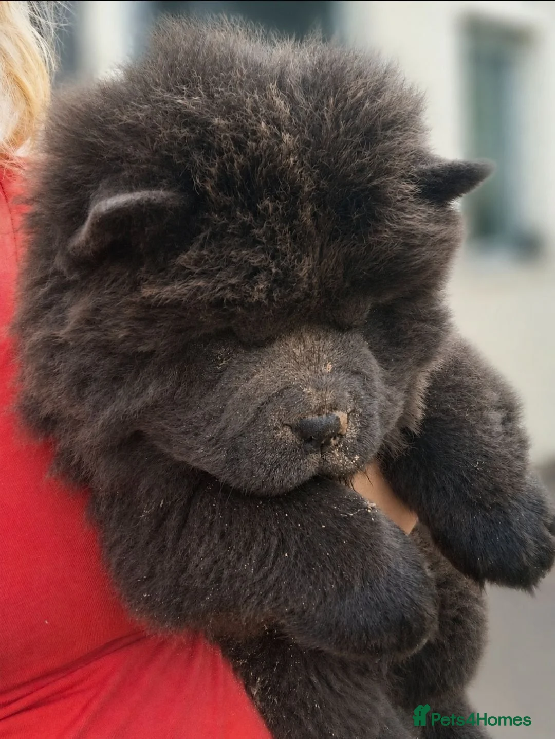 Chow Chow dogs for sale: Chow chow puppy  - Advert 2