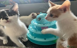 Mixed Breed cats for sale: Kittens for sale - Image 8