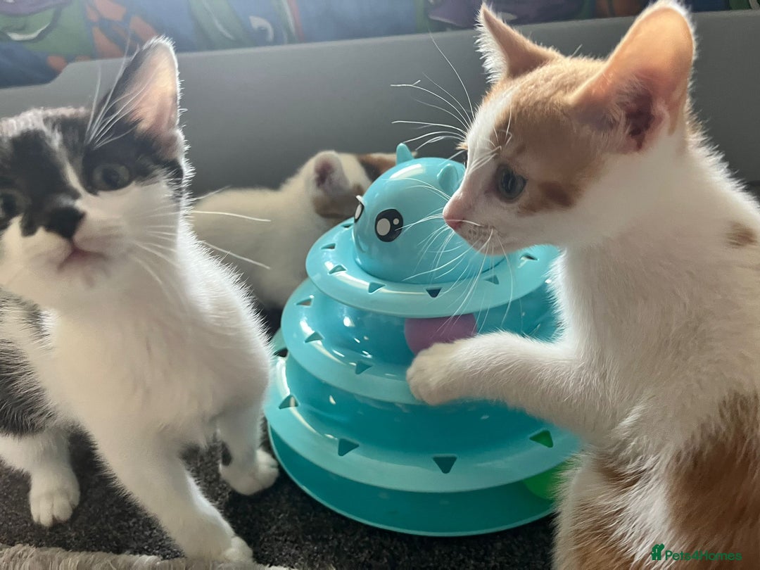 Mixed Breed cats for sale: Kittens for sale - Image 8