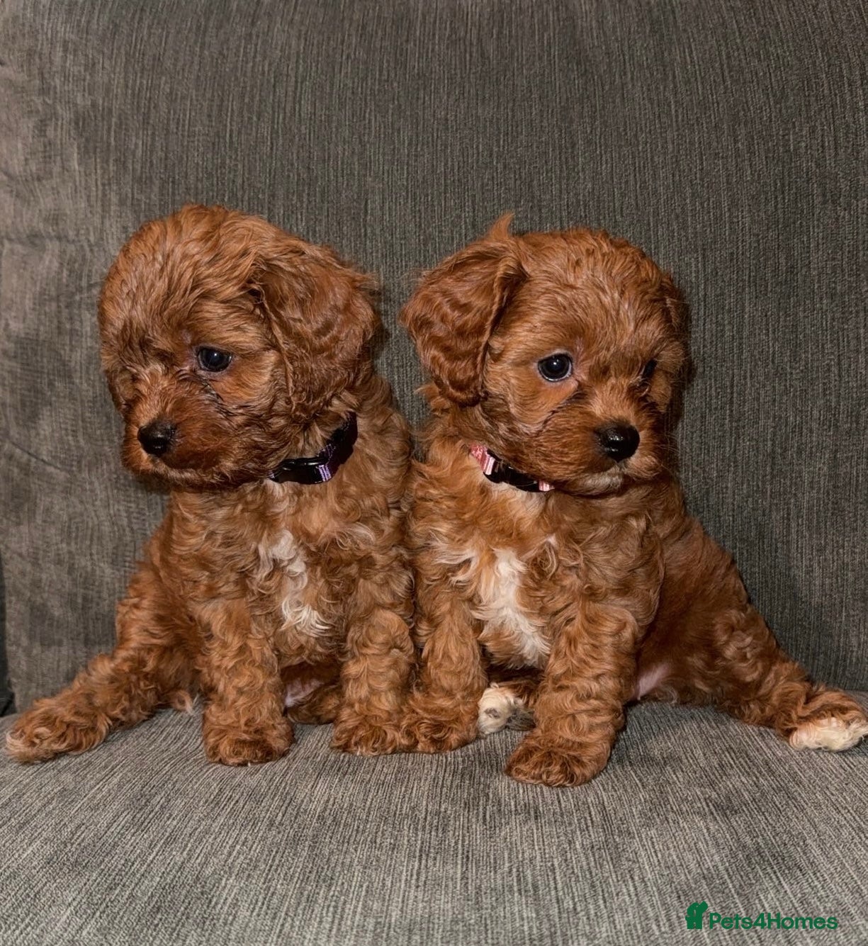 Cavapoo dogs Beautiful f1 cavapoo puppies  - Advert 6
