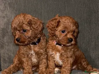 Cavapoo dogs Beautiful f1 cavapoo puppies - Advert 6