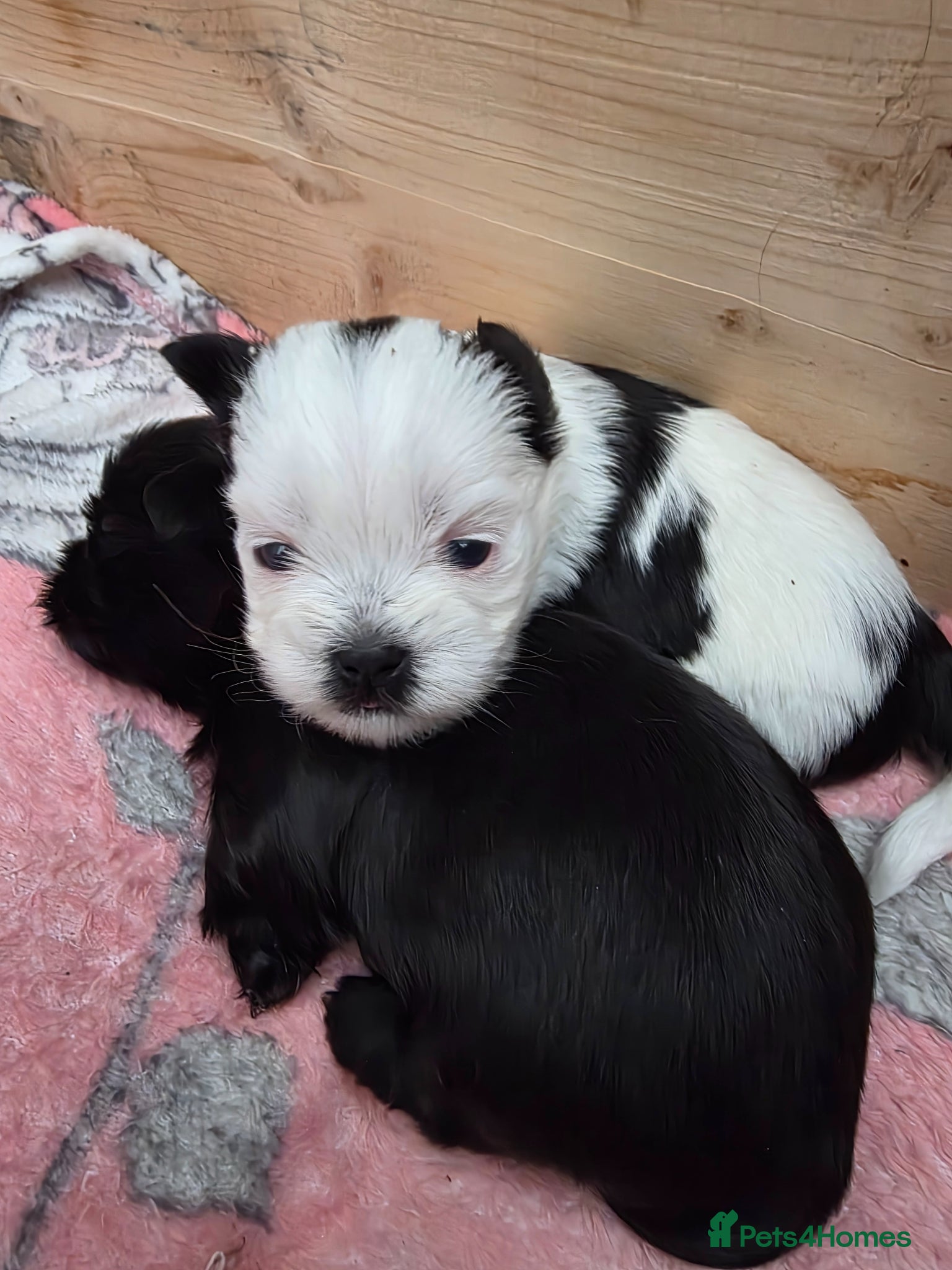 Malshi dogs Malshi  - Advert 2