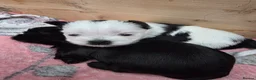Malshi dogs for sale: Malshi  in Doncaster - Advert 5